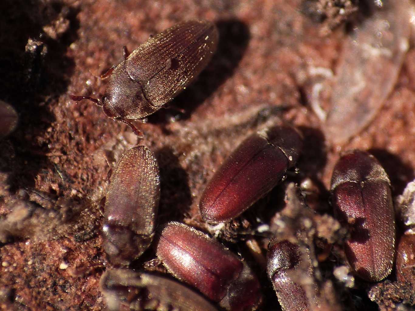 Trixagus sp. (Throscidae) - Isola d''Elba e Ostia